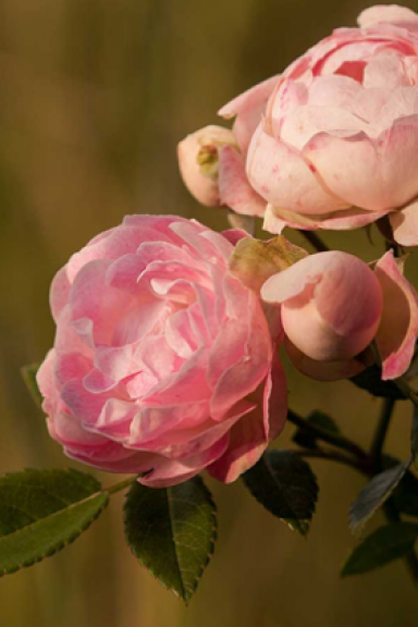 Róża Kutno